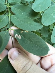 Macrosaccus robiniella