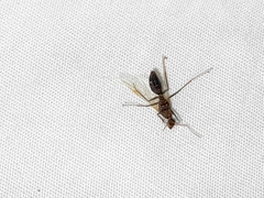 Camponotus floridanus