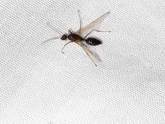 Camponotus floridanus