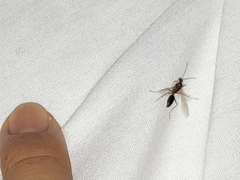 Camponotus floridanus