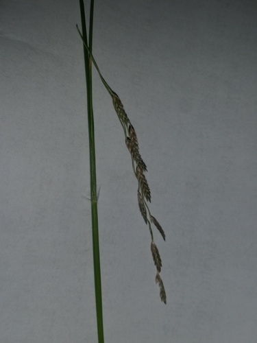 Tufted lovegrass