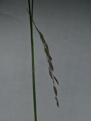 Eragrostis pectinacea