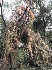 Clematis drummondii