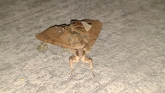 Litoprosopus futilis