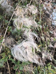 Clematis drummondii