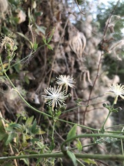 Clematis drummondii