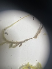 Homalothecium arenarium