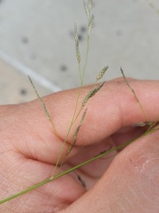 Eragrostis pectinacea