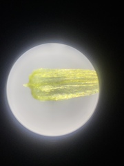 Homalothecium arenarium