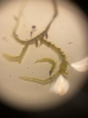 Homalothecium arenarium