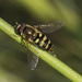 Eupeodes fumipennis - Photo (c) Lisa Hill,  זכויות יוצרים חלקיות (CC BY-NC), הועלה על ידי Lisa Hill