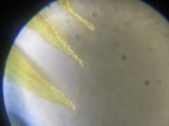 Homalothecium arenarium