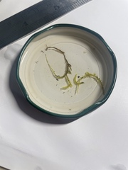 Homalothecium arenarium