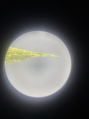 Homalothecium arenarium