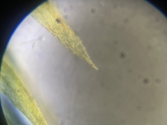 Homalothecium arenarium