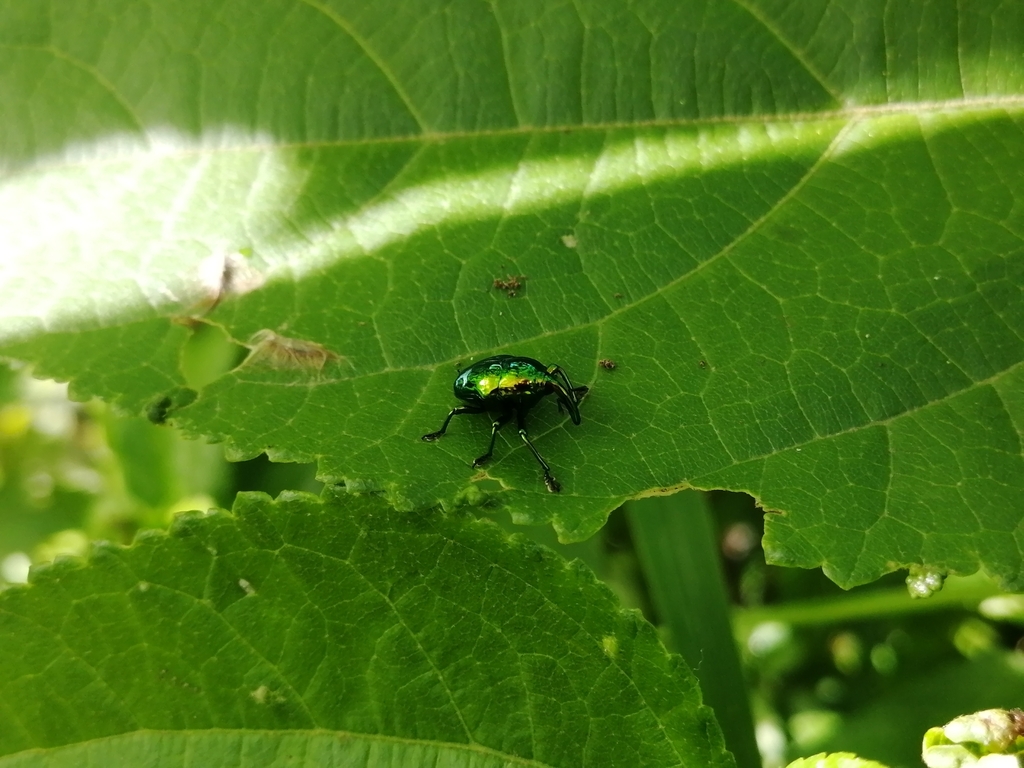 Eurhinus cupratus