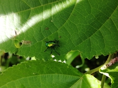 Eurhinus