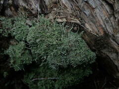 Cladonia darwinii