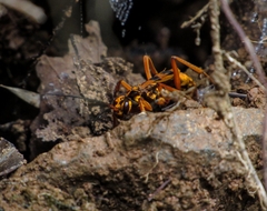 Sphictostethus gravesii