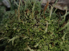 Cladonia darwinii