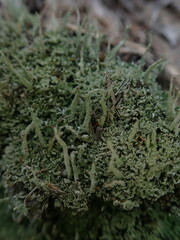 Cladonia darwinii