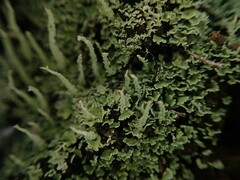 Cladonia darwinii