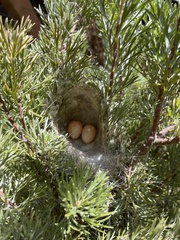 Ptilotula penicillata