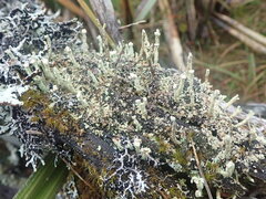 Cladonia bimberiensis