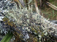 Cladonia bimberiensis