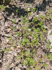 Paronychia fastigiata