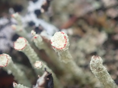 Cladonia bimberiensis