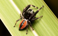 Phidippus clarus