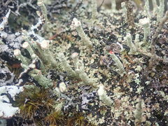 Cladonia bimberiensis
