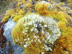Cladonia bimberiensis