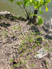 Paronychia fastigiata