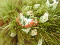 Cladonia bimberiensis