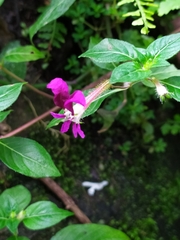 Cuphea calaminthifolia