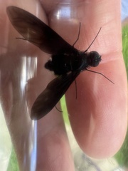 Anthrax aterrimus