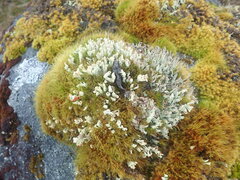 Cladonia bimberiensis