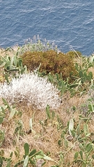 Artemisia argentea
