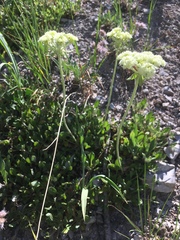 Eriogonum heracleoides