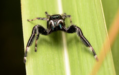 Phidippus clarus