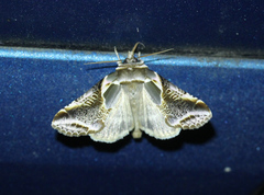 Habrosyne scripta