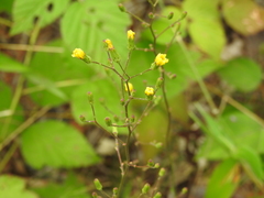 Hieracium paniculatum