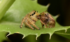 Phidippus clarus