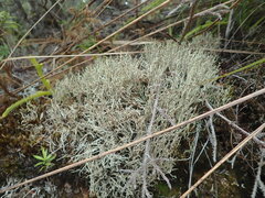 Cladonia capitellata capitellata