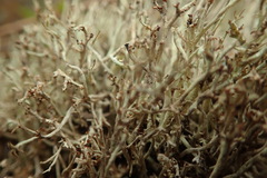 Cladonia capitellata capitellata