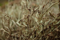 Cladonia capitellata capitellata