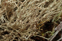 Cladonia capitellata capitellata