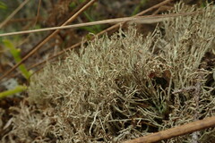 Cladonia capitellata capitellata